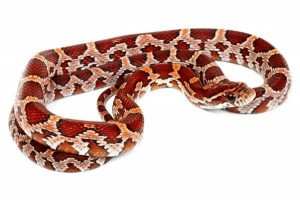 Pantherophis guttatus